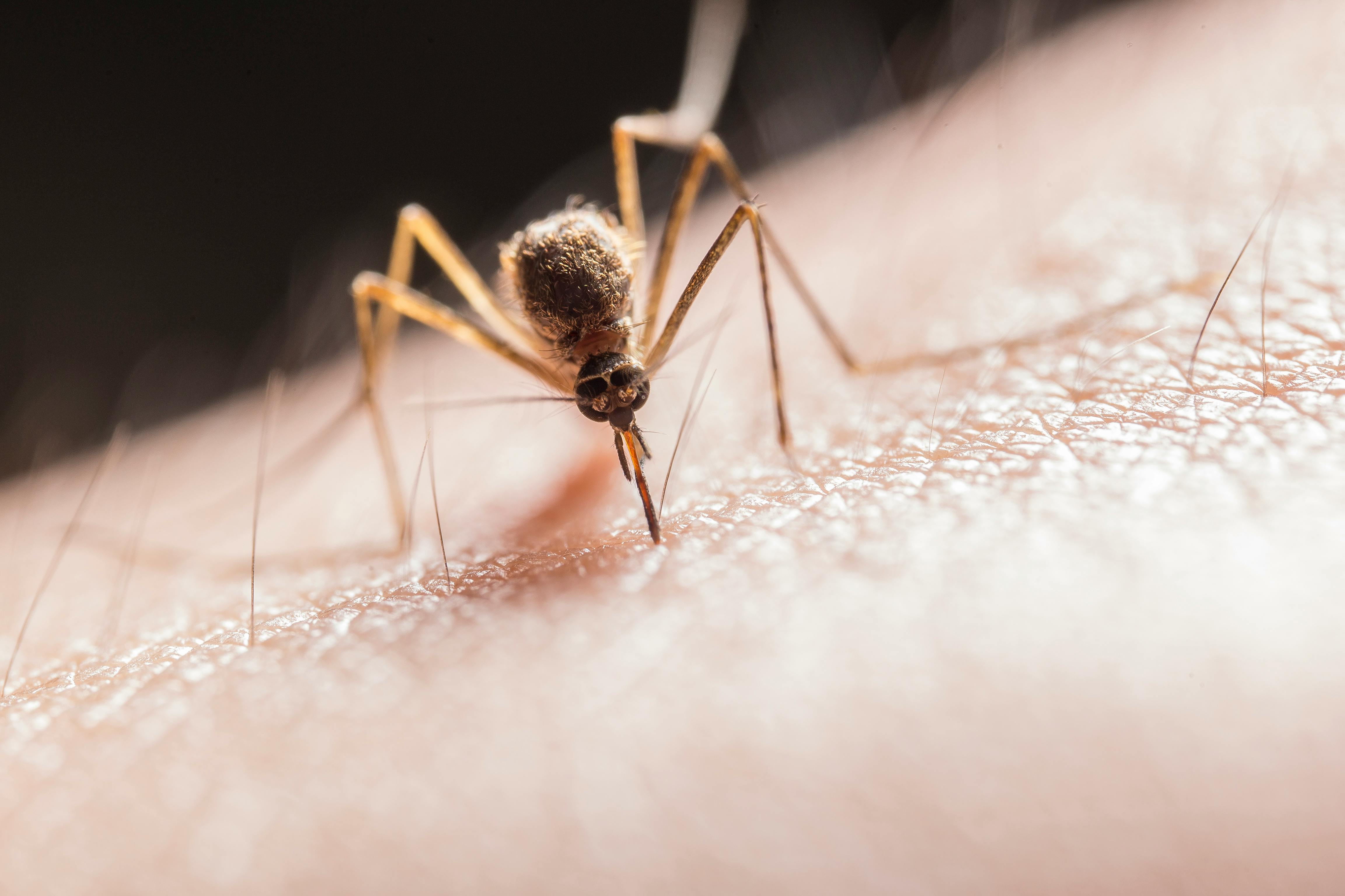 denguefever.jpg